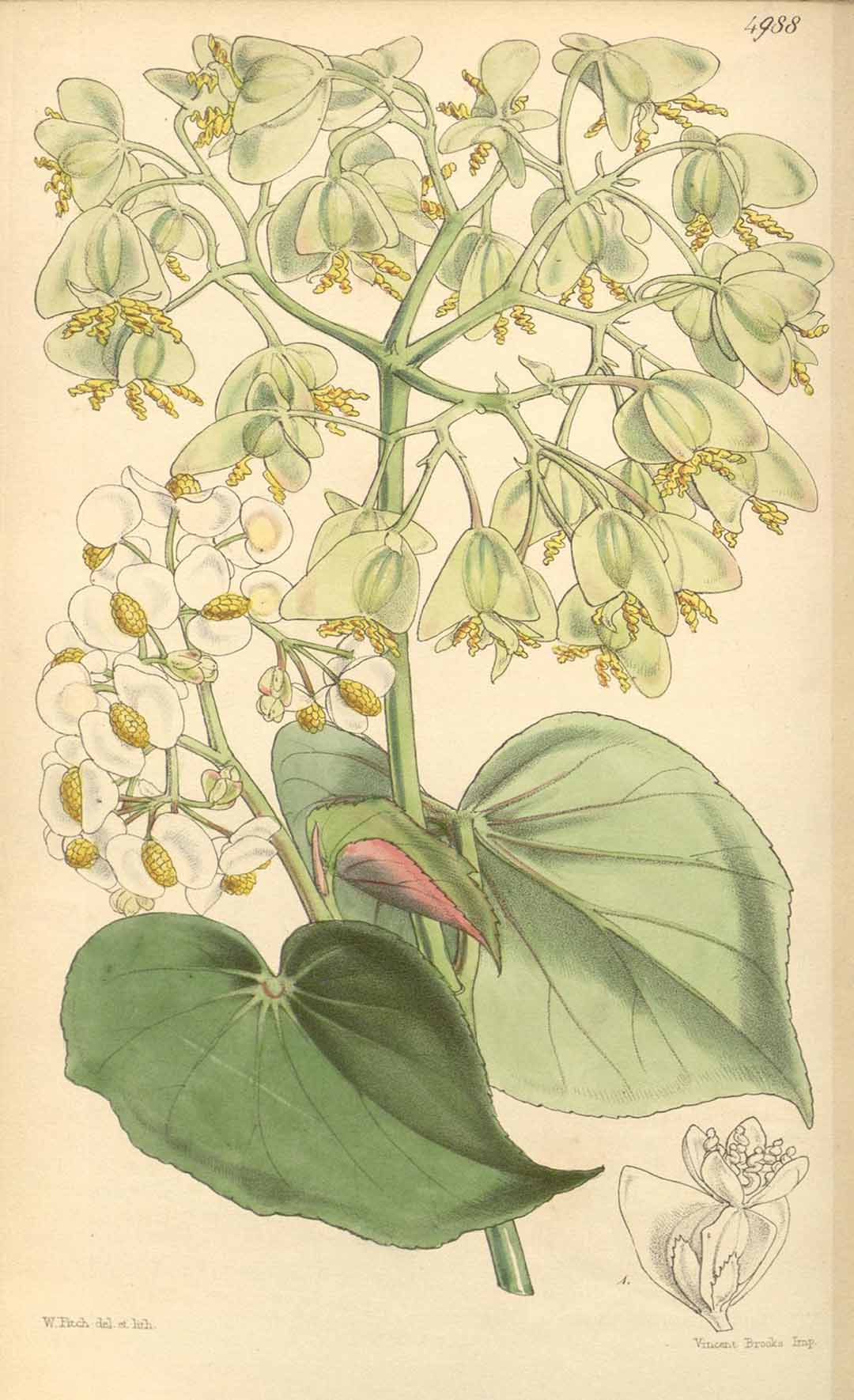 B. ‘Wagneriana’